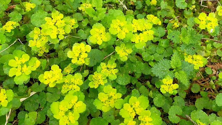 Фото В.Кузьмин (май, 2025)