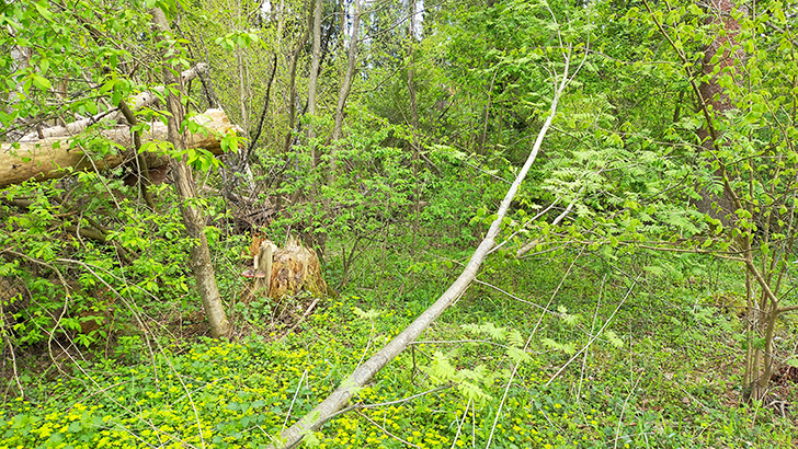 Фото В.Кузьмин (май, 2025)