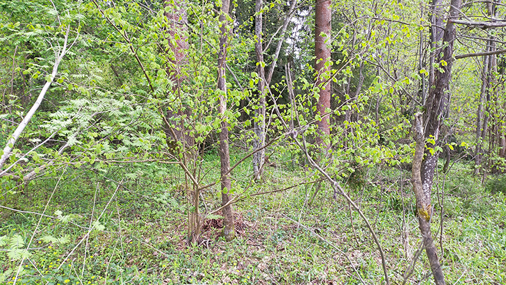 Фото В.Кузьмин (май, 2025)