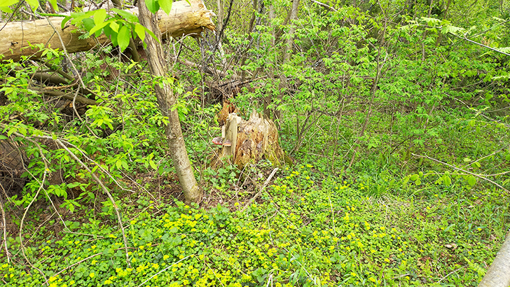 Весенний лес Фото В.Кузьмин (май, 2025)