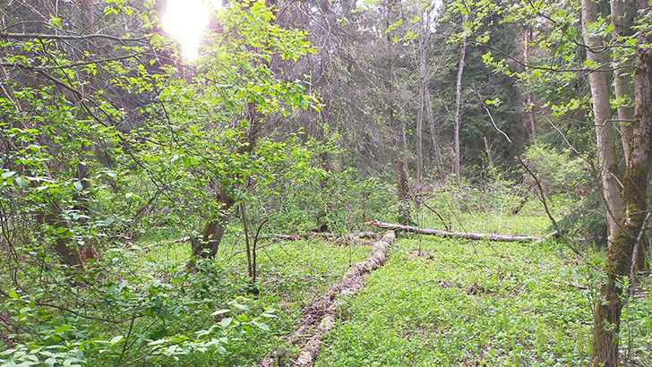 Фото В.Кузьмин (май, 2025)