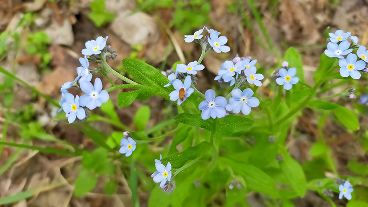 Фото В.Кузьмин (май, 2025)