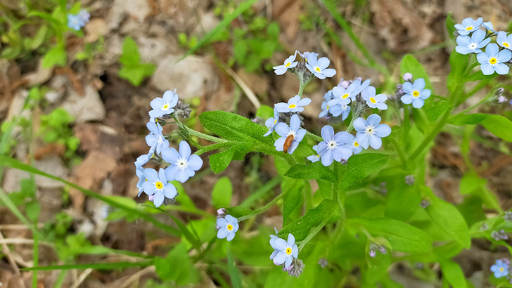 Фото В.Кузьмин (май, 2025)