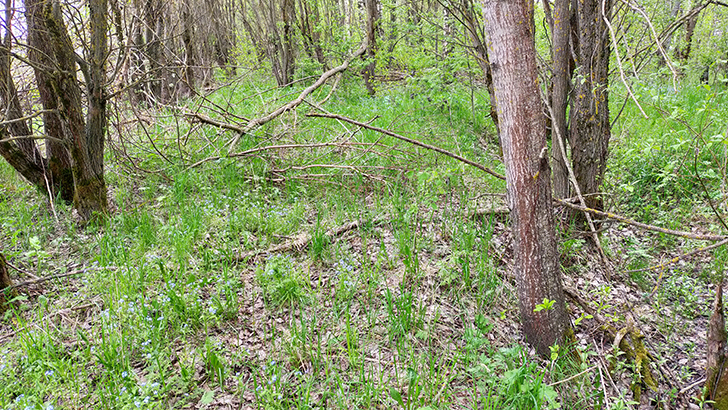 Фото В.Кузьмин (май, 2025)