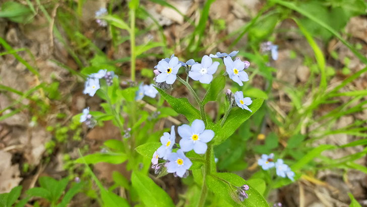 Фото В.Кузьмин (май, 2025)
