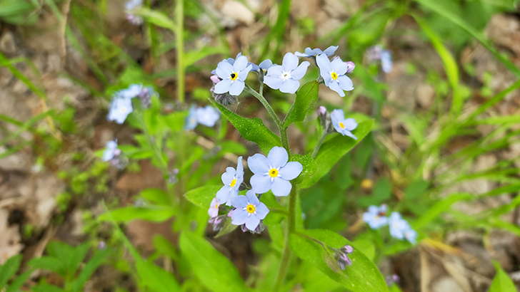 Фото В.Кузьмин (май, 2025)