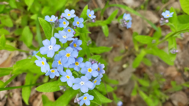 Фото В.Кузьмин (май, 2025)