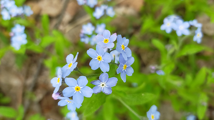 Фото В.Кузьмин (май, 2025)