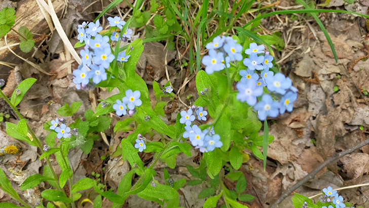 Фото В.Кузьмин (май, 2025)
