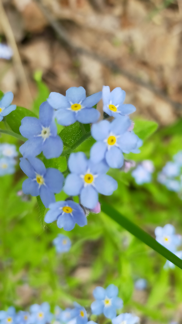 Фото В.Кузьмин (май, 2025)