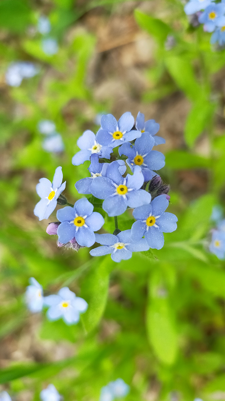 Фото В.Кузьмин (май, 2025)