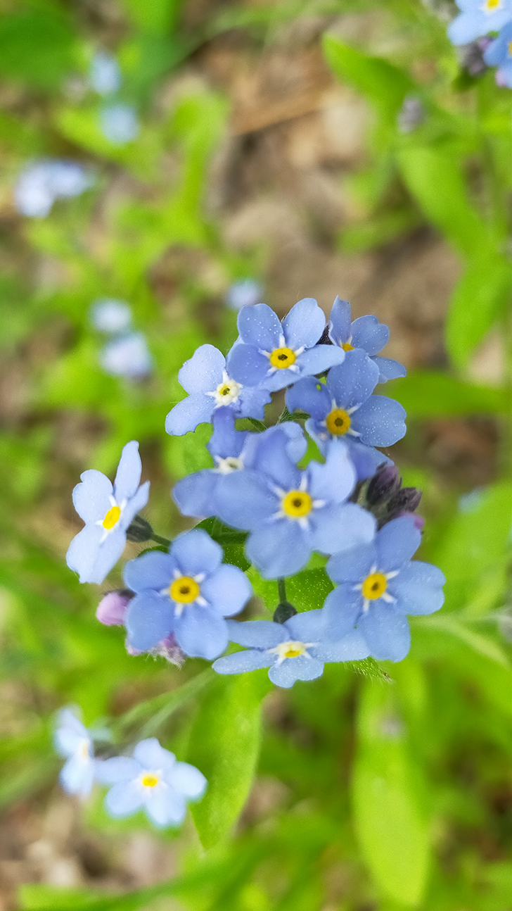Фото В.Кузьмин (май, 2025)