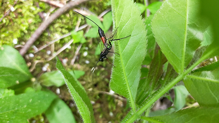 Фото В.Кузьмин (май, 2025)