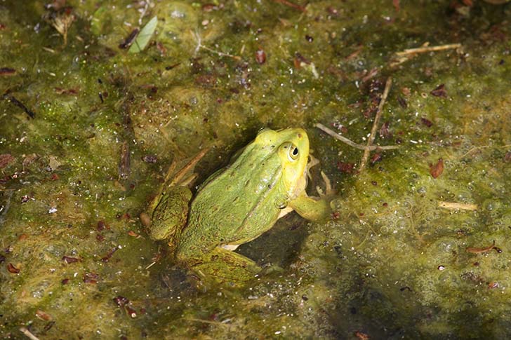 Фото В.Кузьмин (май, 2025)