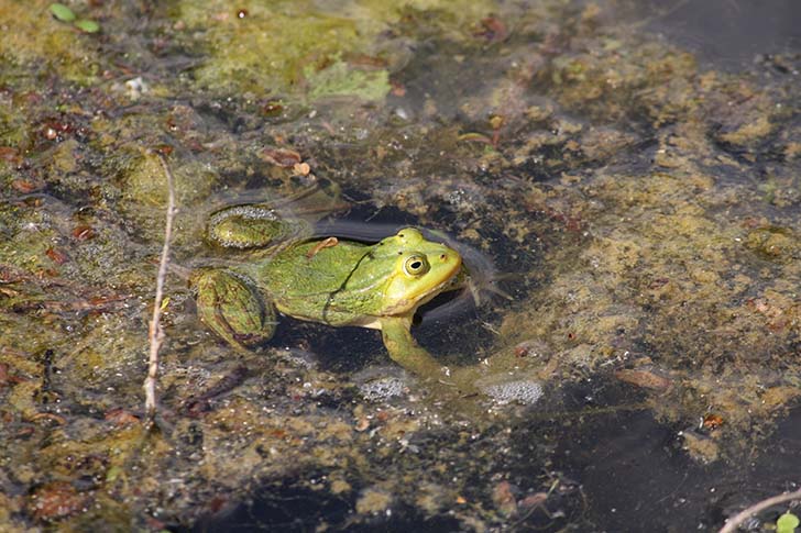 Фото В.Кузьмин (май, 2025)