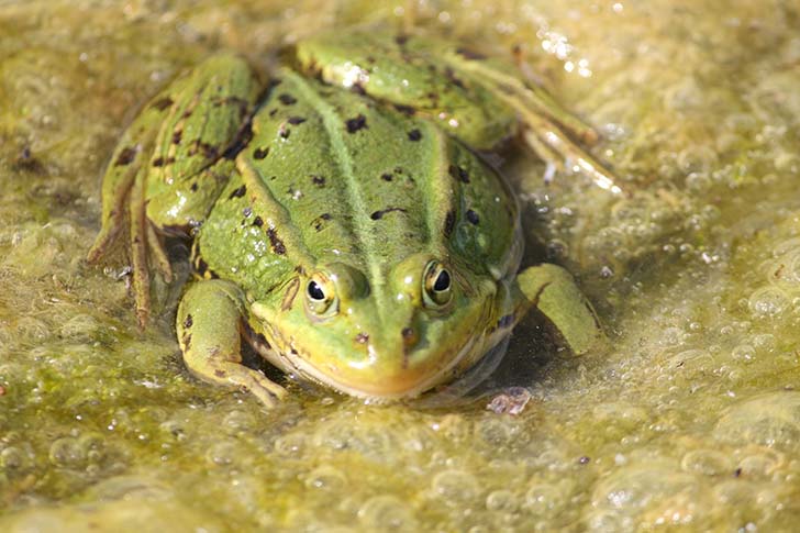 Фото В.Кузьмин (май, 2025)