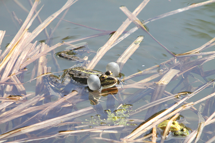 Фото В.Кузьмин (май, 2025)