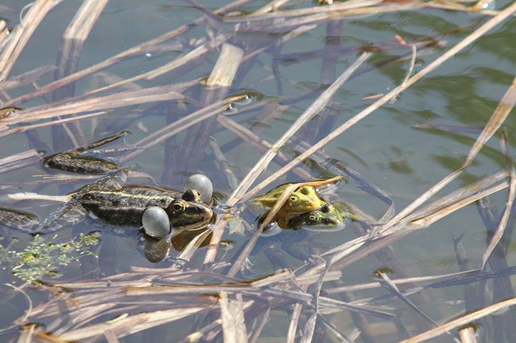 Фото В.Кузьмин (май, 2025)