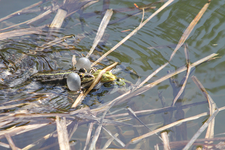 Фото В.Кузьмин (май, 2025)