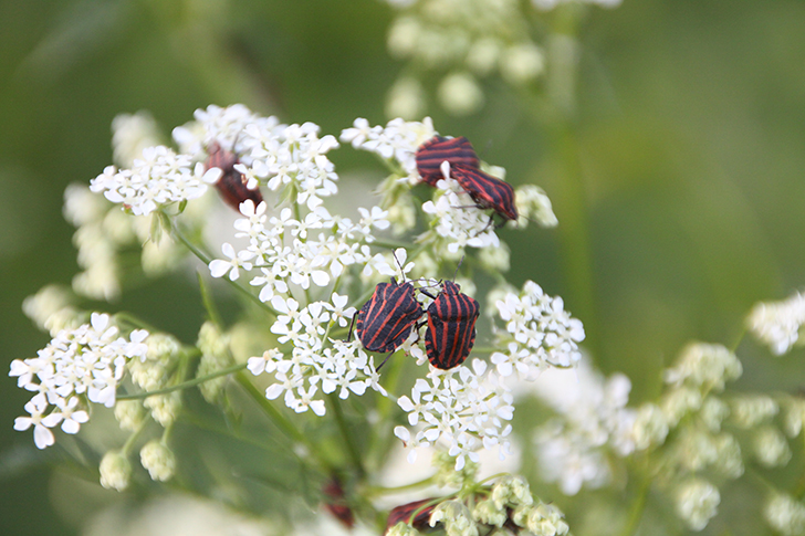 Фото В.Кузьмин (май, 2025)