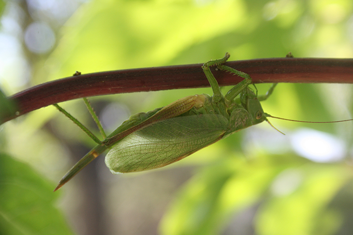 Фото В.Кузьмин (май, 2025)