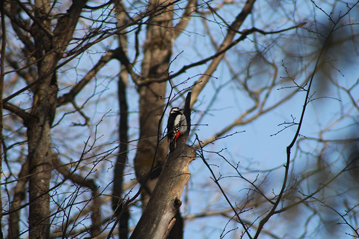 Фото В.Кузьмин (апрель, 2025)