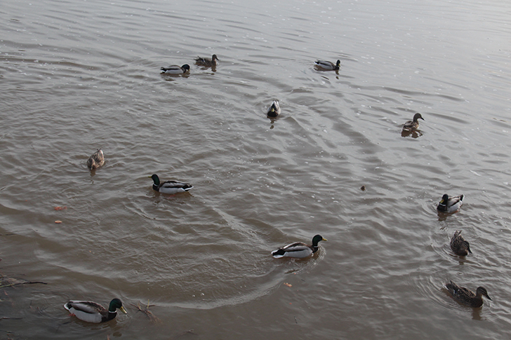 Фото В.Кузьмин (апрель, 2025)