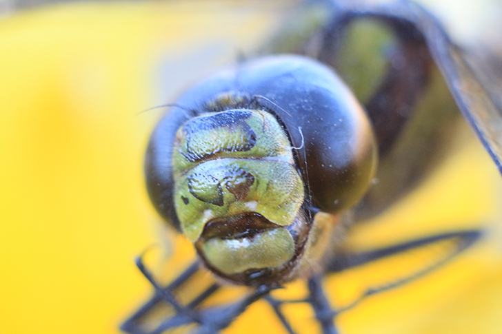 Фото В.Кузьмин (май, 2025)