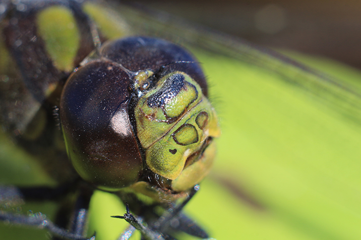 Фото В.Кузьмин (май, 2025)