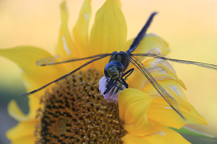 Фото В.Кузьмин (май, 2025)