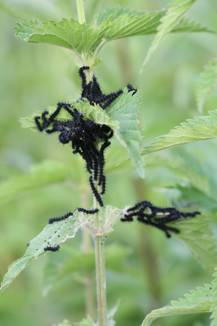 Фото В.Кузьмин (май, 2025)