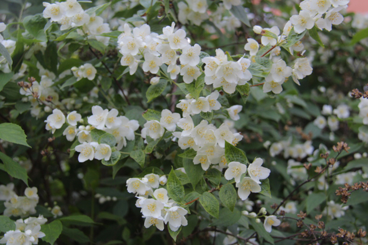 Фото В.Кузьмин (апрель, 2025)