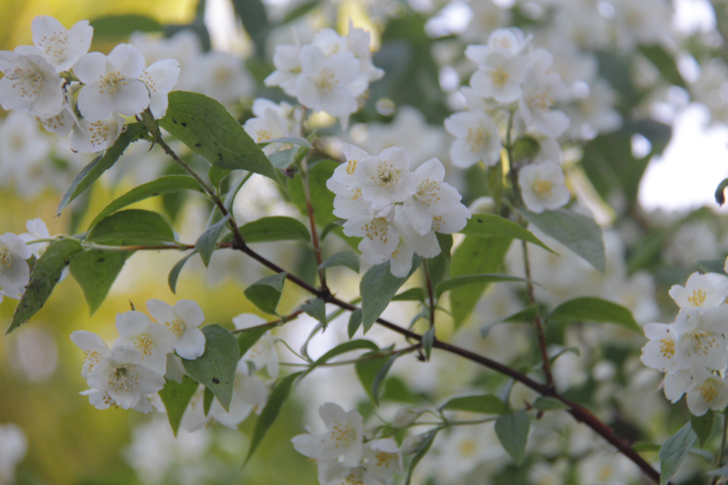 Фото В.Кузьмин (апрель, 2025)