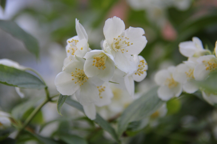 Фото В.Кузьмин (апрель, 2025)