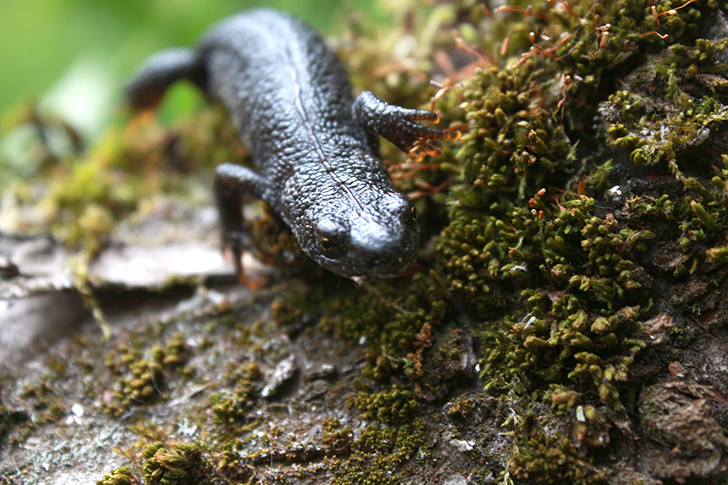Фото В.Кузьмин (май, 2025)