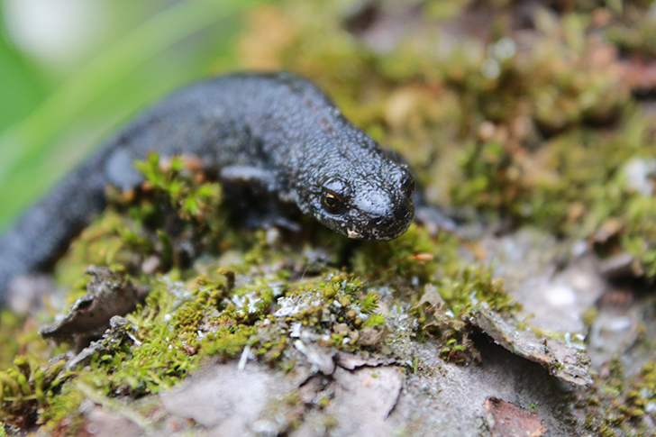 Фото В.Кузьмин (май, 2025)