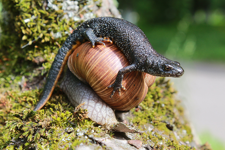 Фото В.Кузьмин (май, 2025)