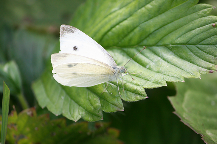 Фото В.Кузьмин (май, 2025)
