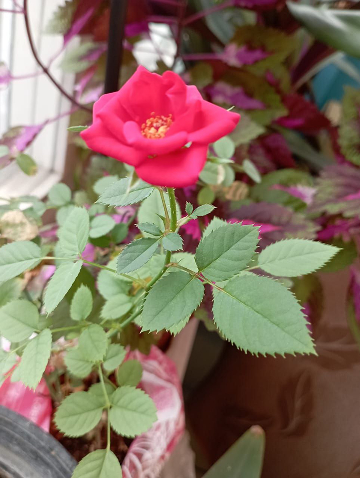 Декоративная роза (фото Е.Трифонова, 2025 год)