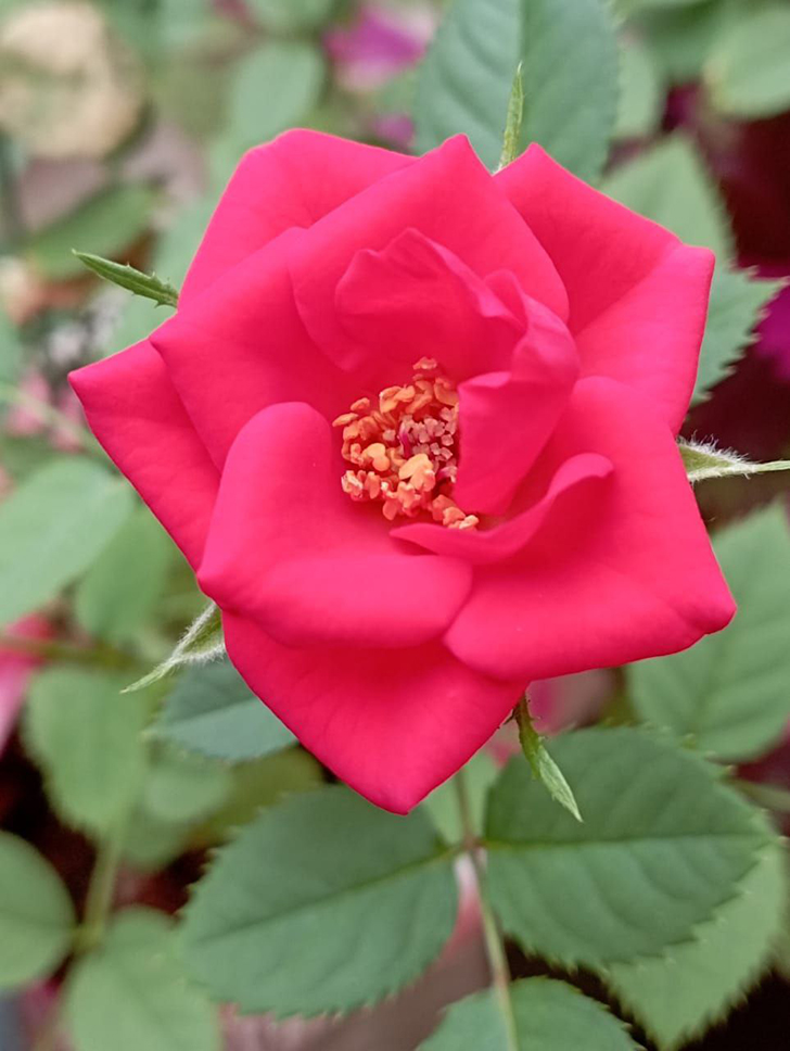 Декоративная роза (фото Е.Трифонова, 2025 год)