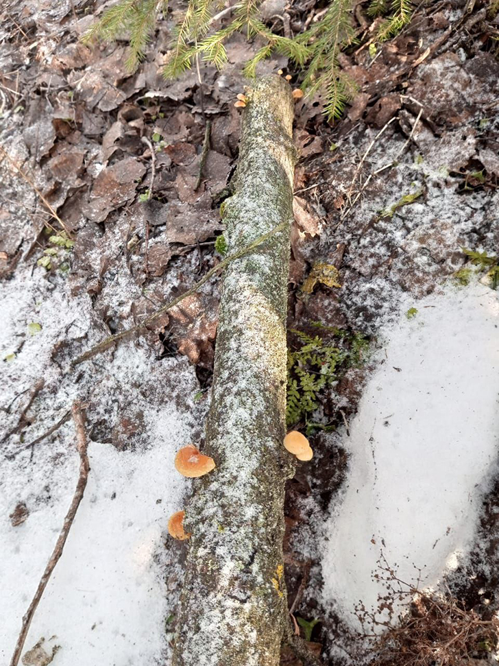 Грибы (фото В.Молодцова, январь, 2025)