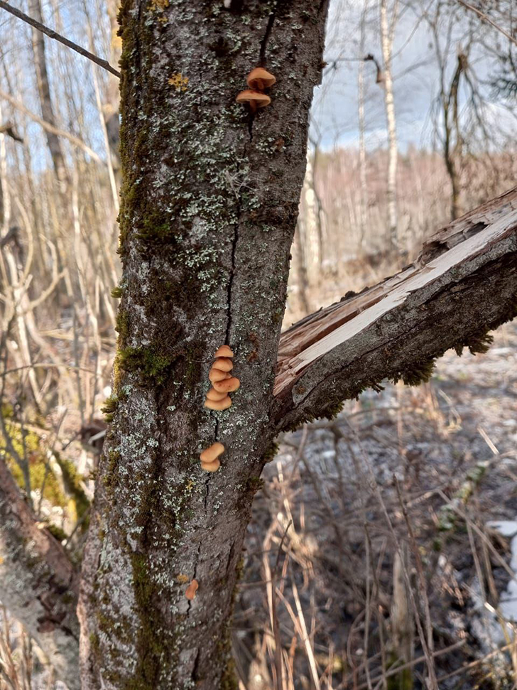 Грибы (фото В.Молодцова, январь, 2025)