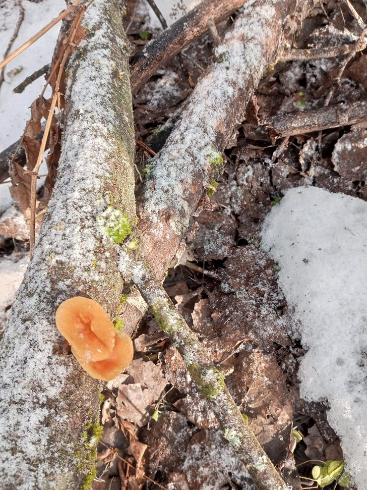 Грибы (фото В.Молодцова, январь, 2025)