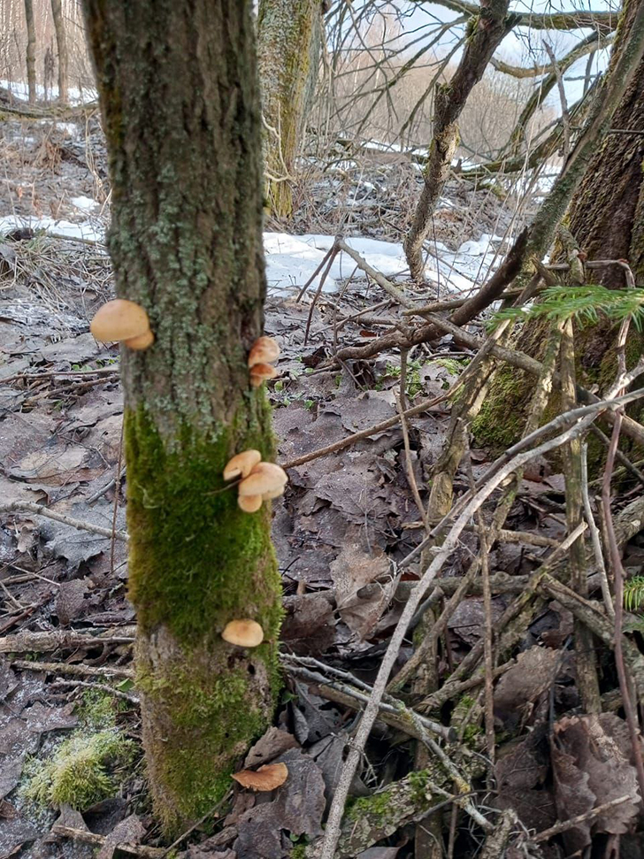 Грибы (фото В.Молодцова, январь, 2025)