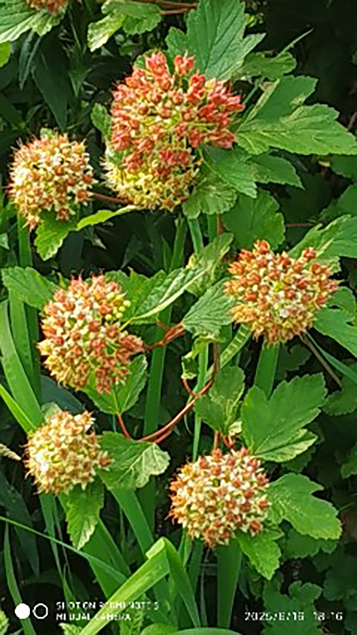 Город Клин (фото В.Кузьмин, июнь, 2025)