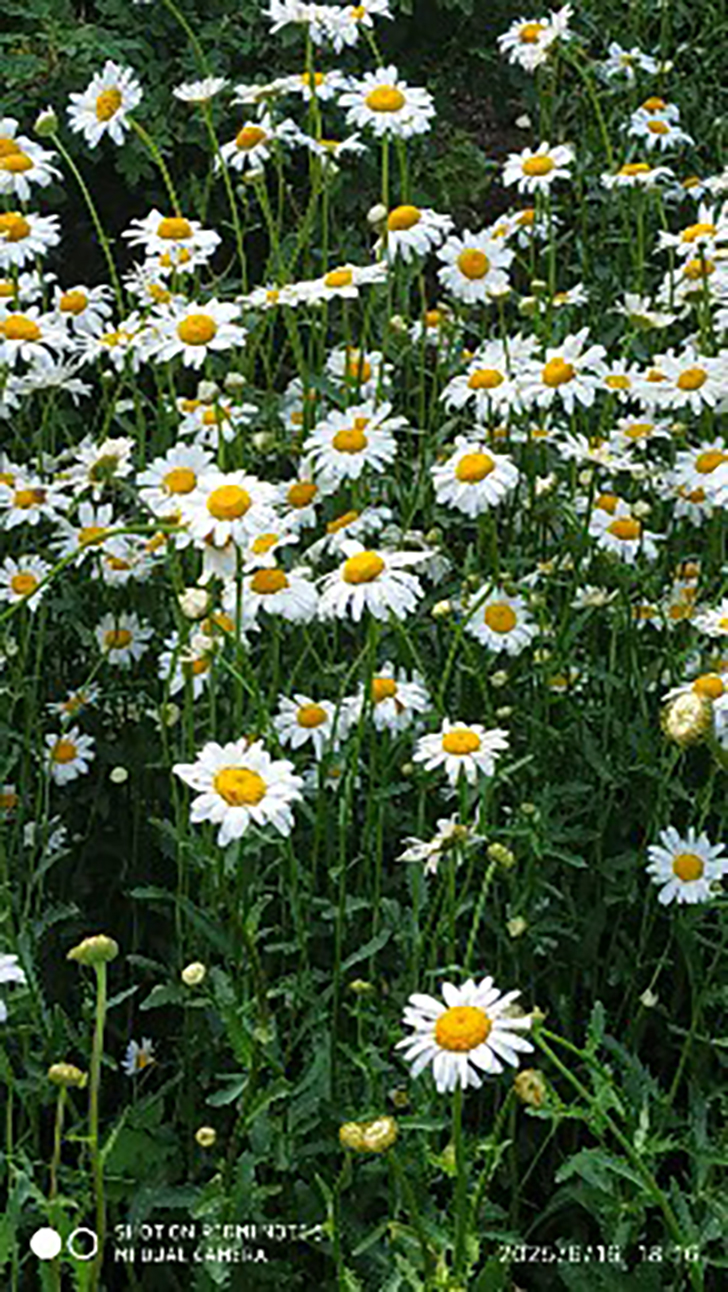 Город Клин (фото В.Кузьмин, июнь, 2025)