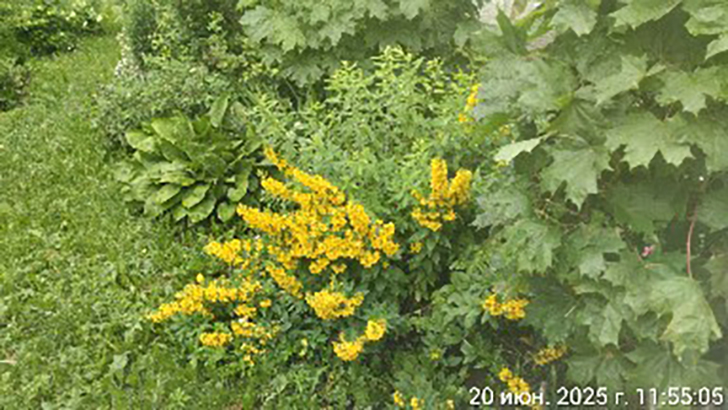 Город Клин (фото В.Кузьмин, июнь, 2025)