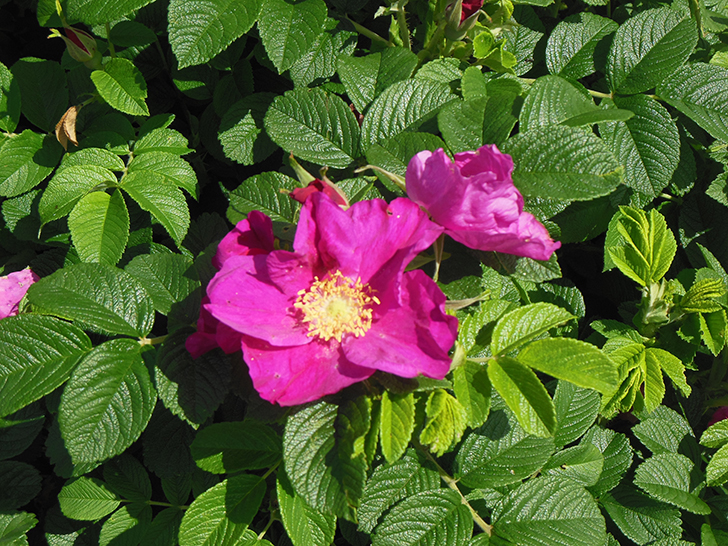 Фото Олег Д.