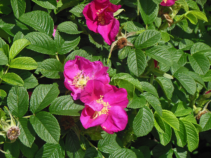 Фото Олег Д.