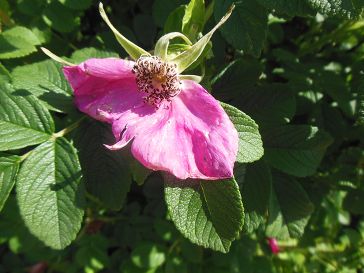 Фото Олег Д.